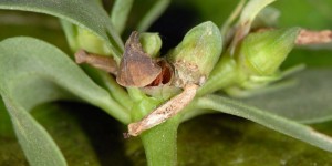 Coleophora texanella f 4