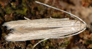 Coleophora therinella 2