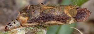 Coleophora trifolii f 2