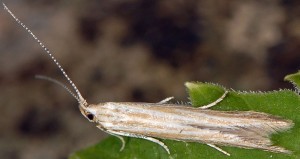 Coleophora trochilella 3
