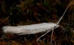 Coleophora uralensis (I, F)