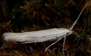 Coleophora uralensis 1