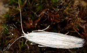 Coleophora uralensis 2