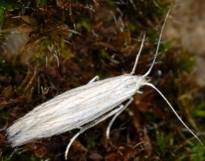 Coleophora uralensis 3