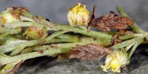 Coleophora uralensis f 1