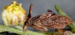  Coleophora uralensis