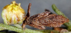 Coleophora uralensis f 2