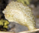 Coleophora valesianella (F)