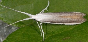 Coleophora vestalella 4