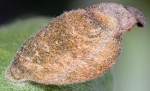 Coleophora vestalella
