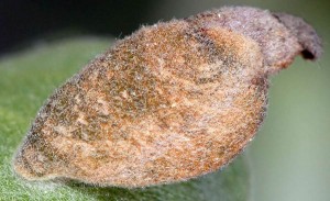 Coleophora vestalella f 3