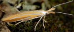 Coleophora vibicella (I, F)