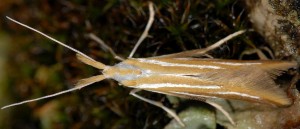 Coleophora vibicella 4