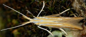 Coleophora vibicella 5