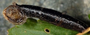 Coleophora vibicella f