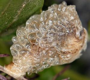 Coleophora vicinella f 1