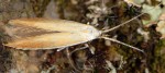 Coleophora vulpecula (I)