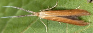 Coleophora wockeella 4