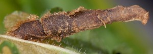 Coleophora wockeella f 1