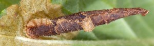 Coleophora wockeella f 2