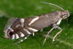 Glyphipterigidae