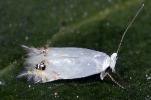 Leucoptera calycotomella 1