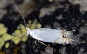 Leucoptera calycotomella 2