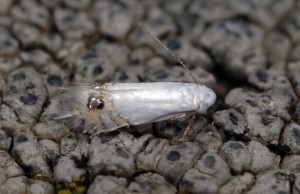 Leucoptera calycotomella 5