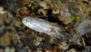 Leucoptera coronillae 3