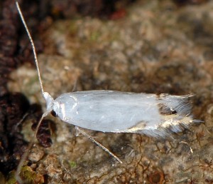 Leucoptera laburnella 1
