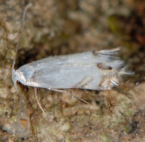 Leucoptera laburnella 2