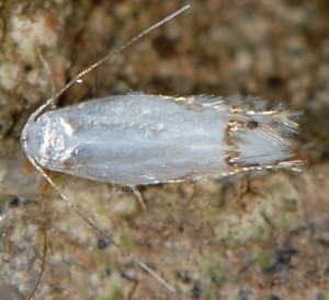 Leucoptera laburnella 3