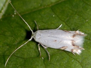 Leucoptera laburnella 4