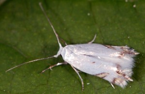 Leucoptera laburnella 5