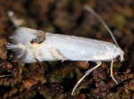 Leucoptera laburnella (I)