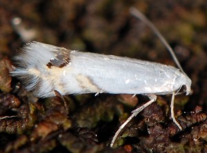 Leucoptera laburnella 6