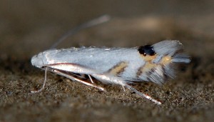Leucoptera laburnella 7