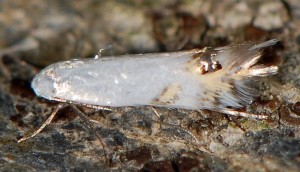Leucoptera laburnella 8