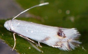 Leucoptera spartifoliella 1