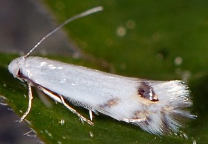 Leucoptera spartifoliella 2