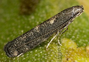 Metriochroa latifoliella