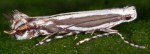 Micrurapteryx kollariella (I)