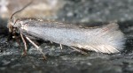 Ocnerostoma friesei (I)