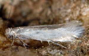 Ocnerostoma piniariella