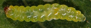 Parectopa robiniella L5 2