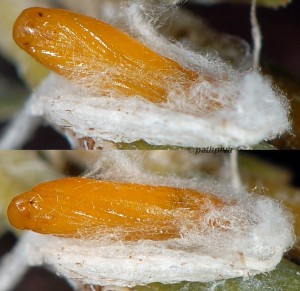 Phyllobrostis fregenella p