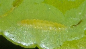 Phyllocnistis citrella L5 2