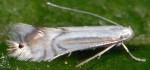 Phyllocnistis ramulicola (I)
