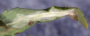 Phyllonorycter cephalariae m 2