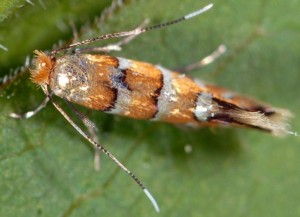 Phyllonorycter klemannella 3
